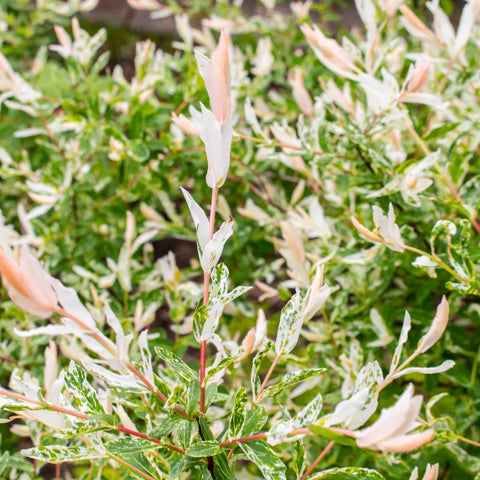 Dappled Willow Shrub