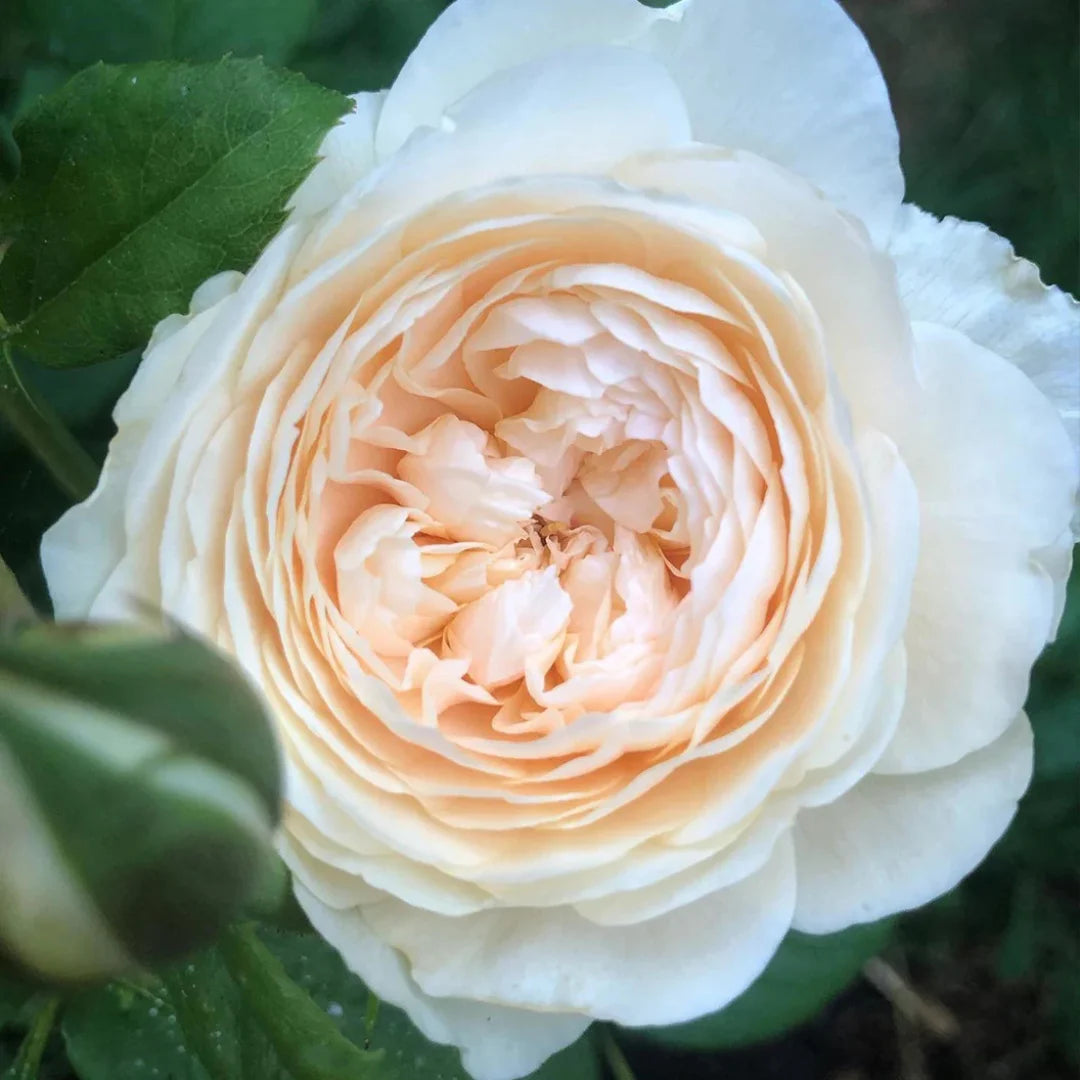 David Austin Windermere Rose | Fragrant White English Rose