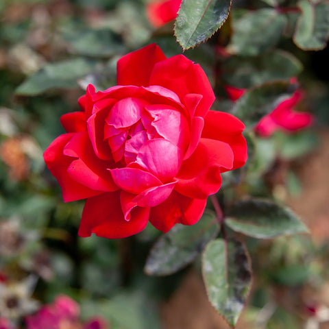 Double Knock Out Rose Tree