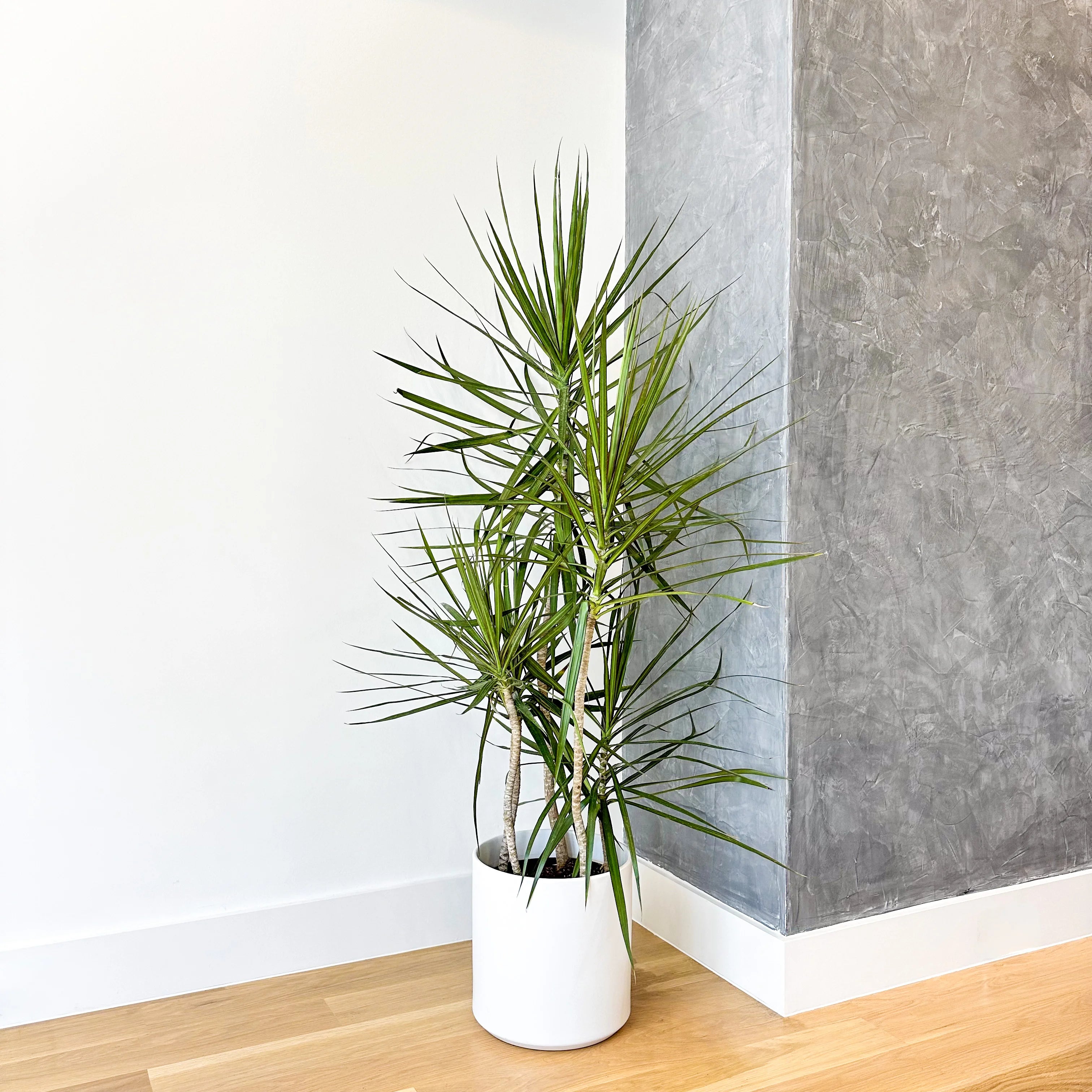 dracaena marginata indoor Dracaena Marginata Plant: Easy Care Houseplant – Simply Trees