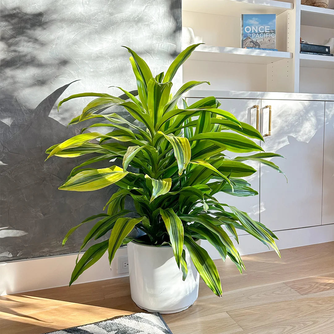 Dracaena Lemon Lime Live Plant, 10