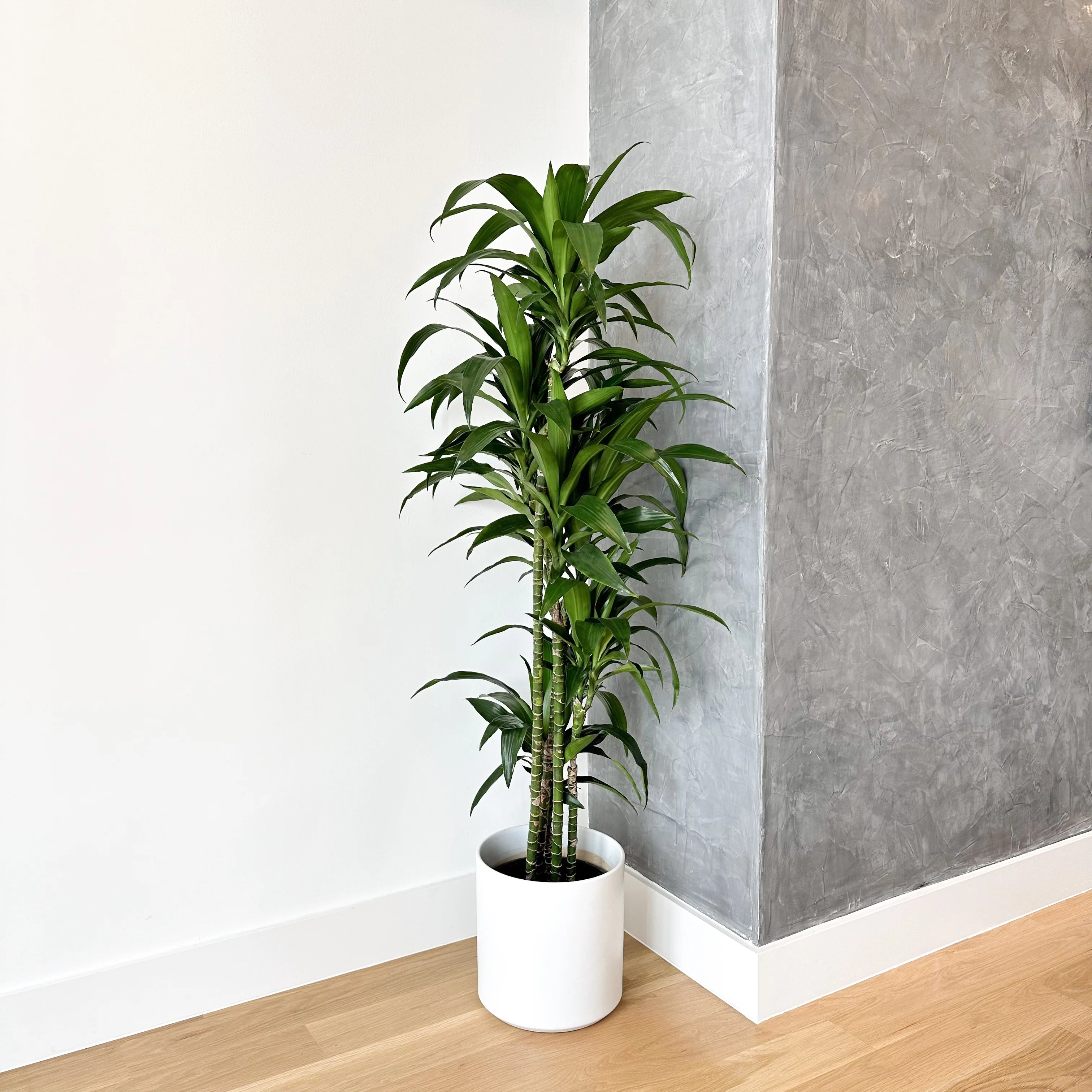 dracaena houseplants Simply Trees Dracaena Lisa Indoor Houseplant (4-5 Feet), Easy to Maintain Air Purification Plant, Great Low-Maintenance Office Decor, Living Room