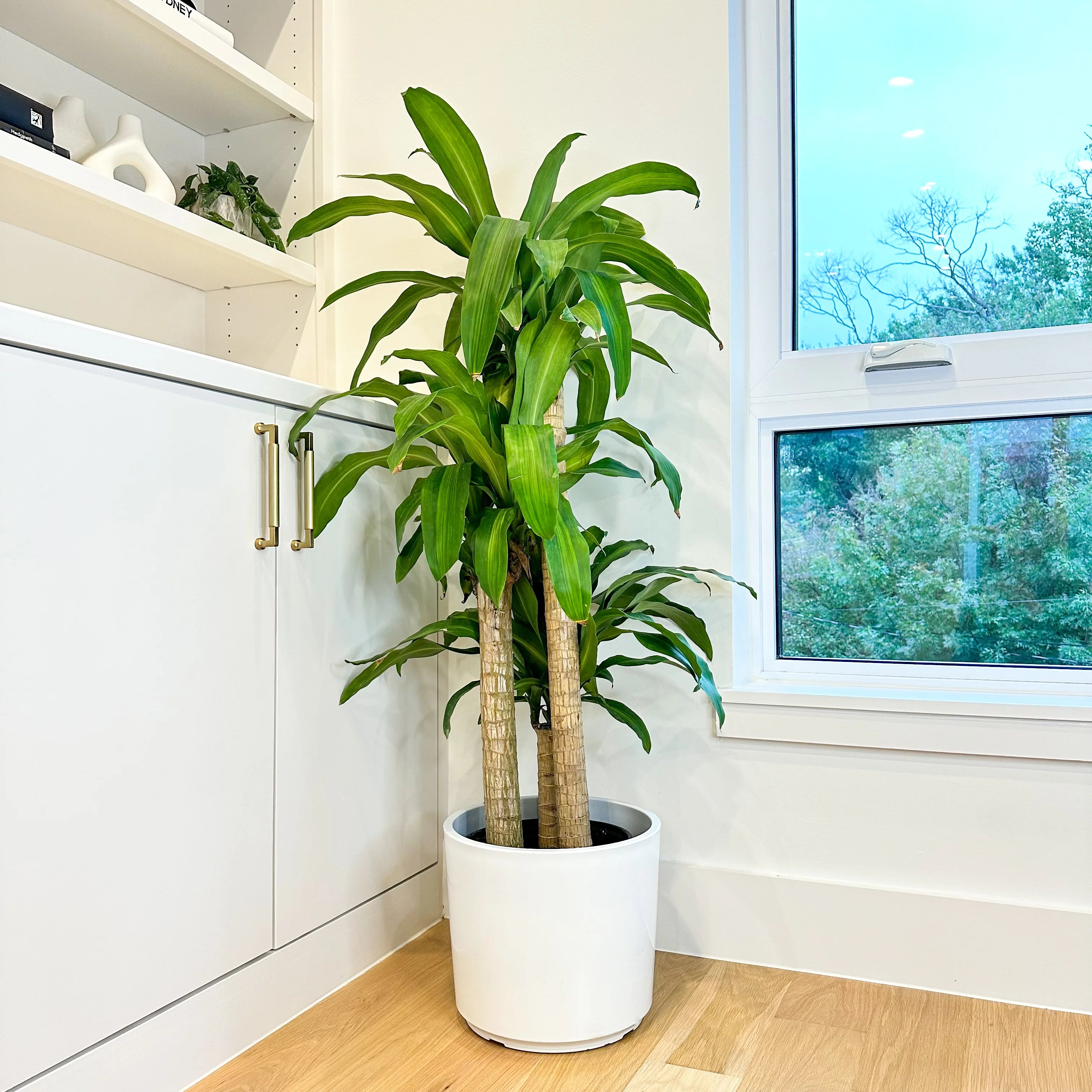 dracaena tall Dracaena Mass Cane 'Corn Plant' | Best Low-Light Houseplant XL (5-6 ft)