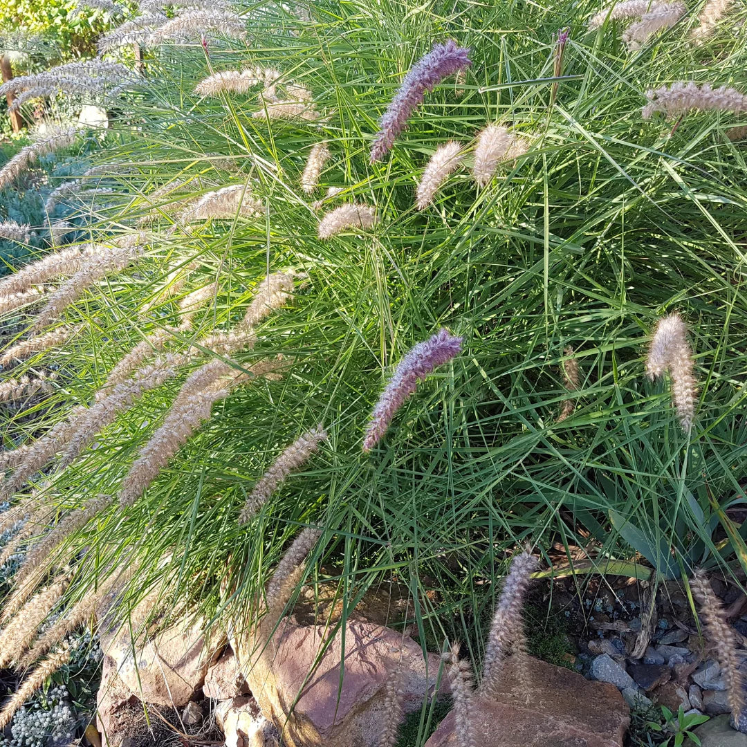 Dwarf Fountain Grass