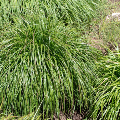 Dwarf Fountain Grass
