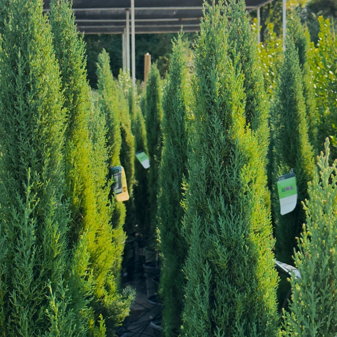 can italian cypress be planted in pots Tiny Tower Italian Cypress