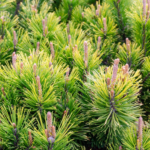 Dwarf Mugo Pine