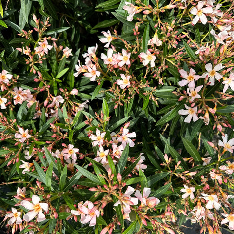 Dwarf Oleander Salmon