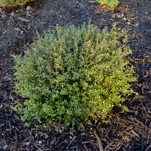 Dwarf Yaupon Holly