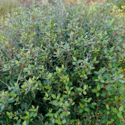 Dwarf Yaupon Holly