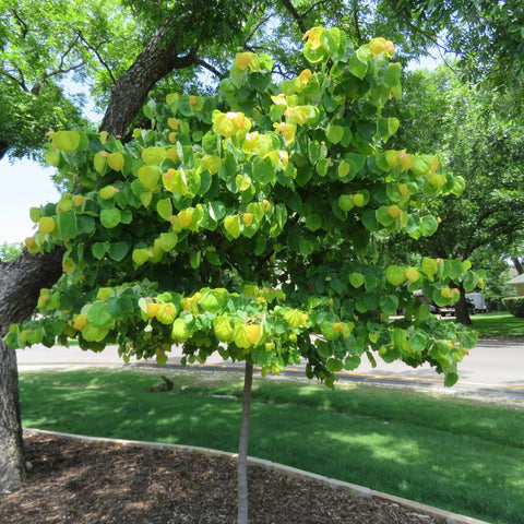 Eastern Redbud Tree
