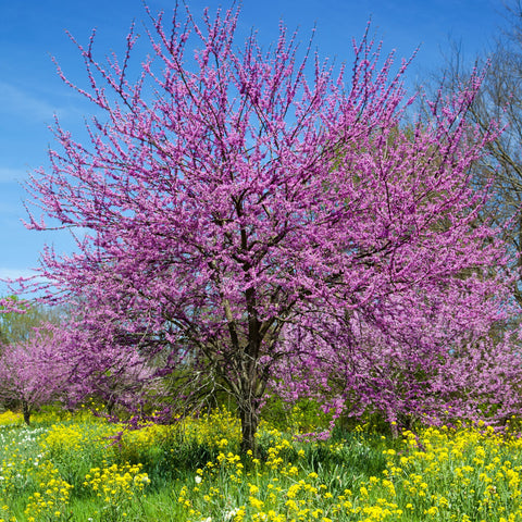 Eastern Redbud Tree