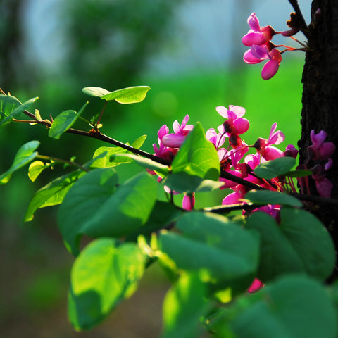 Eastern Redbud Tree