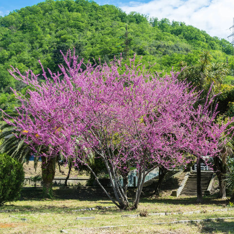 Eastern Redbud Tree