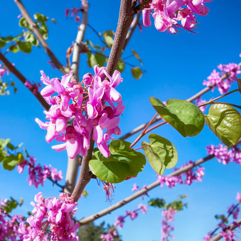 Eastern Redbud Tree