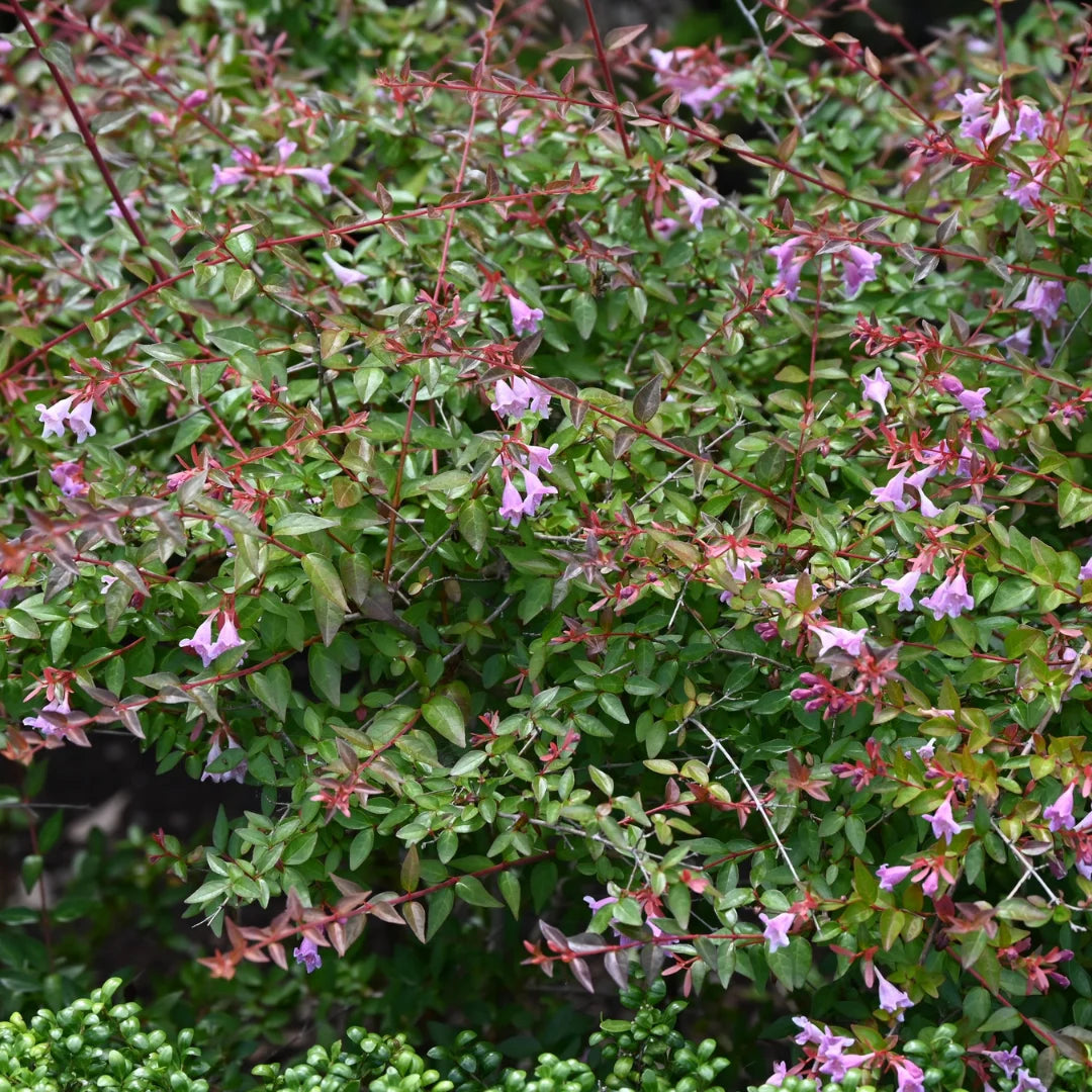 Edward Goucher Abelia Shrub