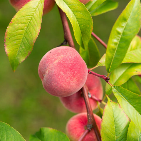 Elberta Peach Tree
