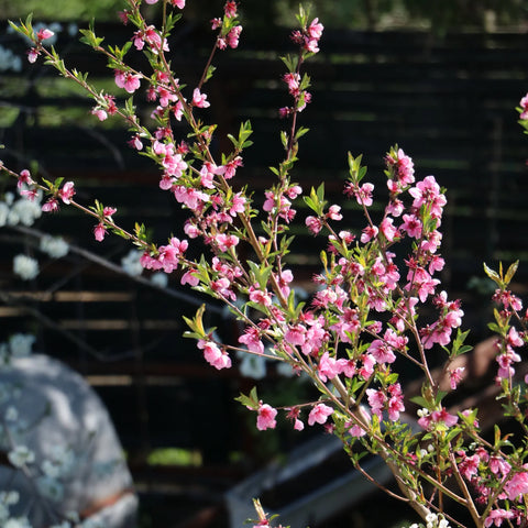 Elberta Peach Tree