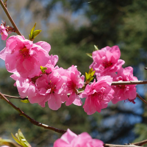 Elberta Peach Tree