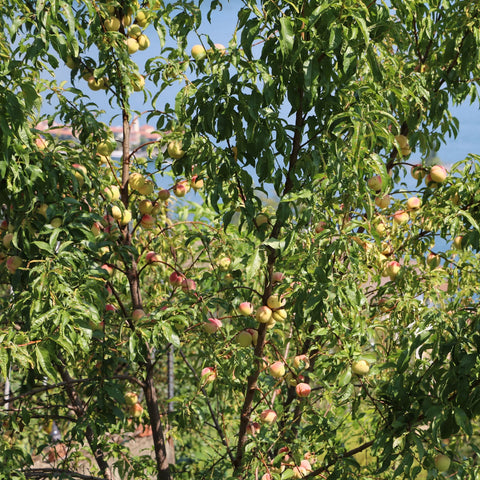 Elberta Peach Tree