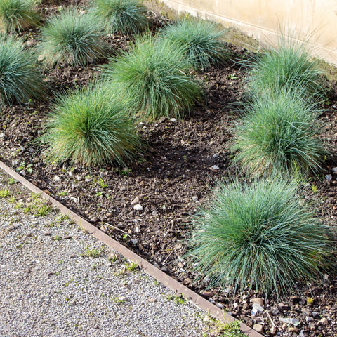 Elijah Blue Fescue Grass