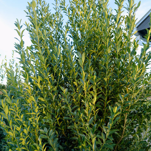 Emerald Colonnade Holly
