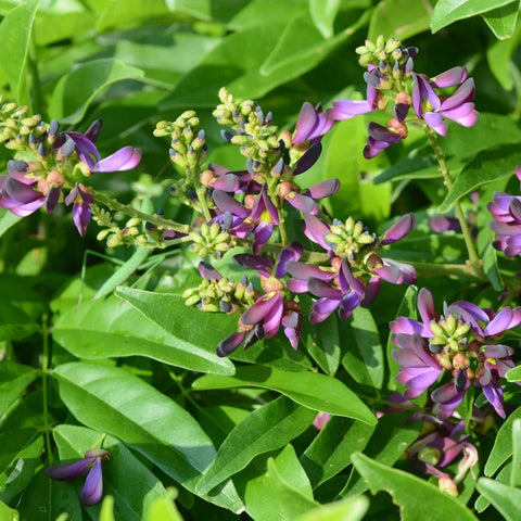 Evergreen Wisteria Vine
