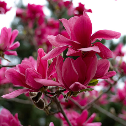 Felix Magnolia Tree