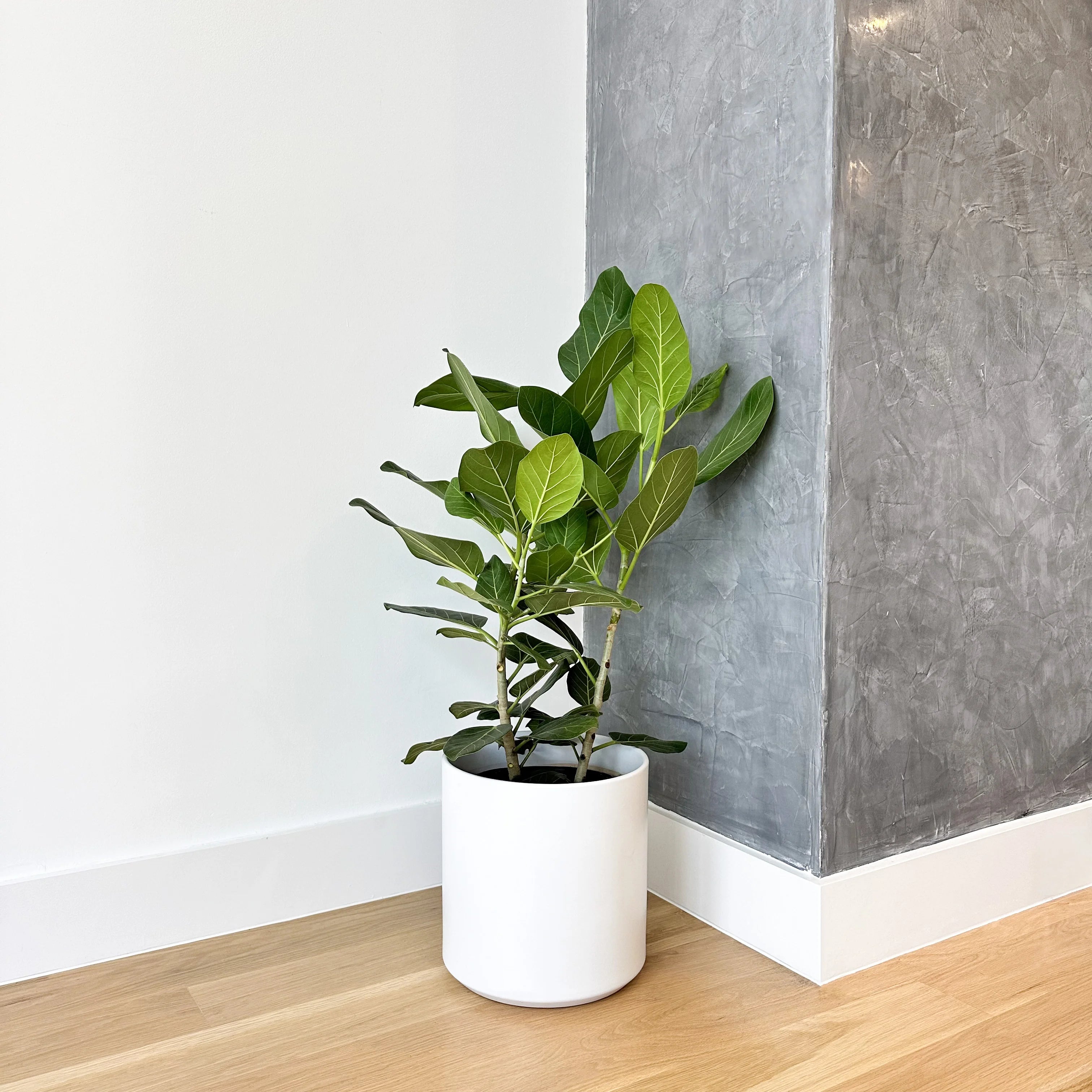 ficus audrey watering Ficus Audrey Bush