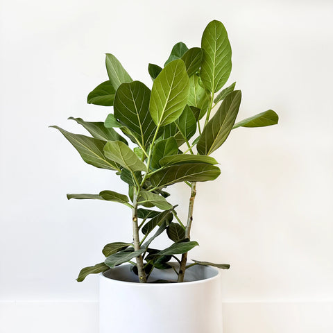 Ficus Audrey Bush