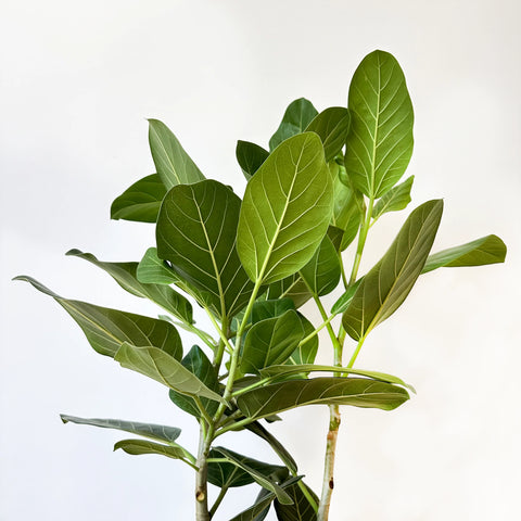 Ficus Audrey Bush
