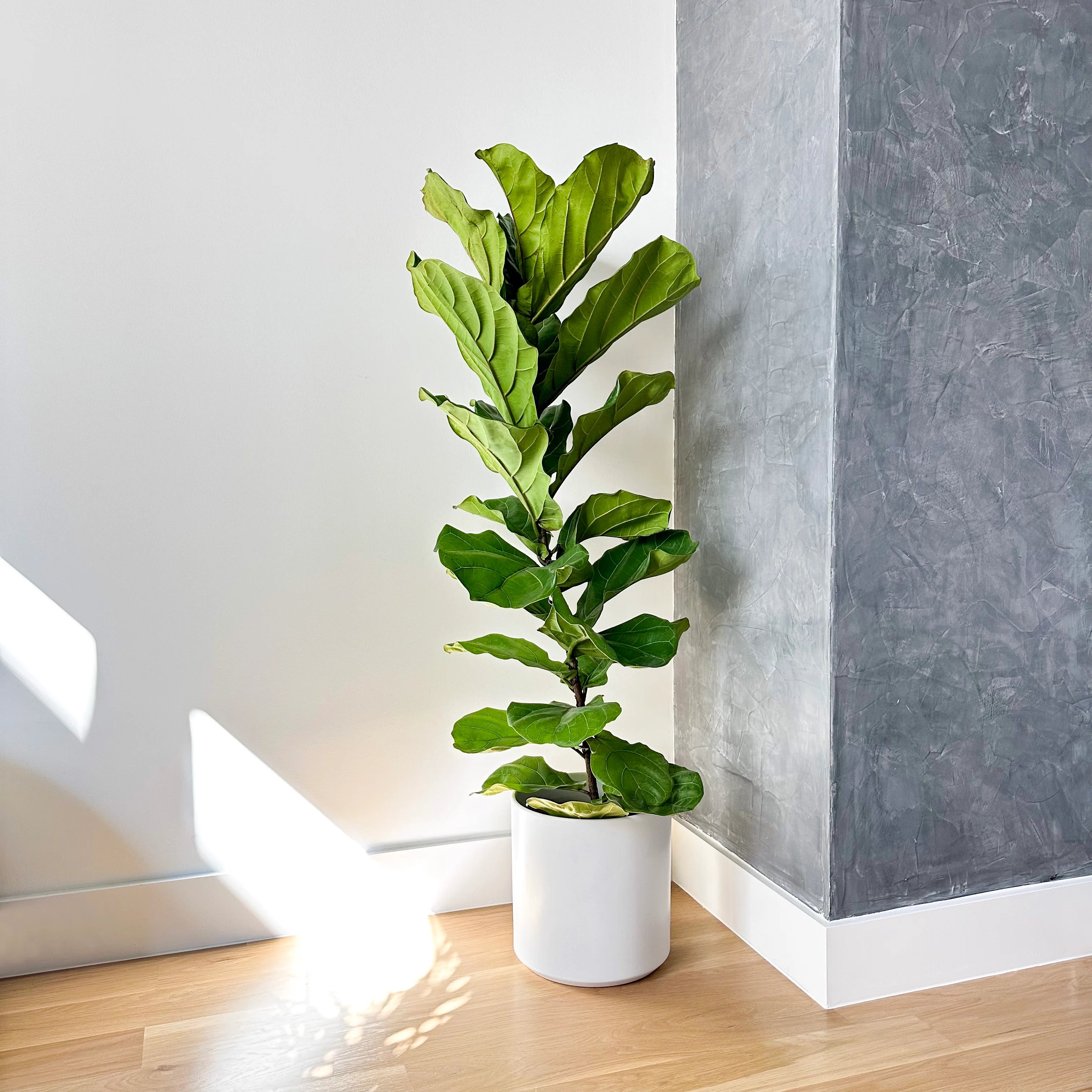 large fiddle fig leaf Fiddle Leaf Fig Ficus Plant – Simply Trees