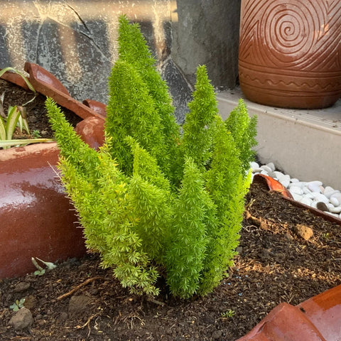 Foxtail Fern