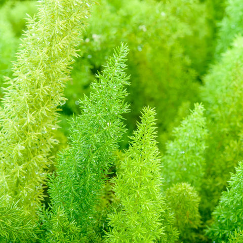 Foxtail Fern