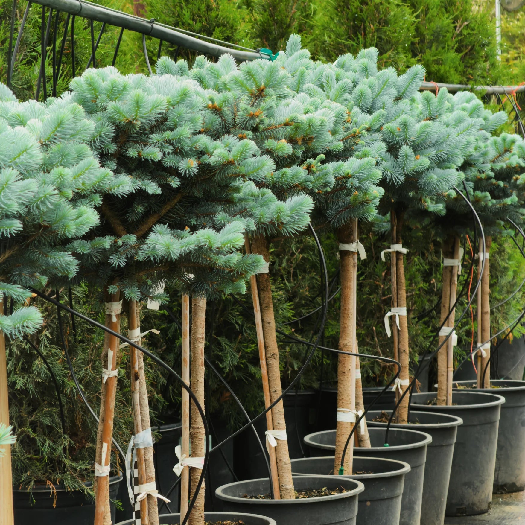 Globosa Blue Spruce Tree | Dwarf Blue Spruce Tree Form