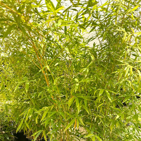 Golden Bamboo