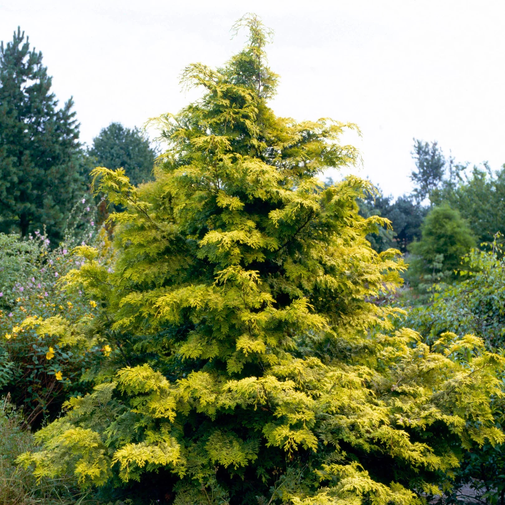 Golden Hinoki Cypress 'Crippsii'