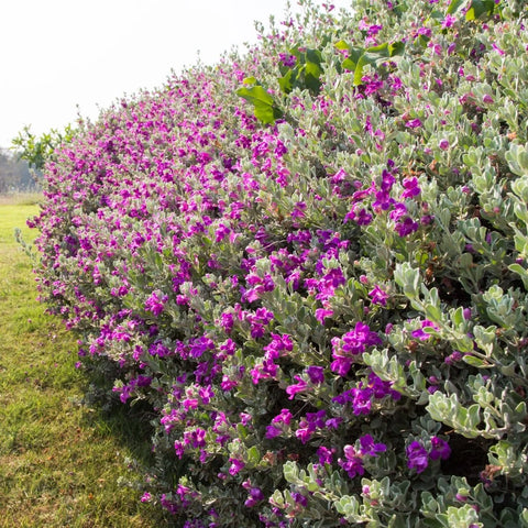 Green Cloud Texas Sage