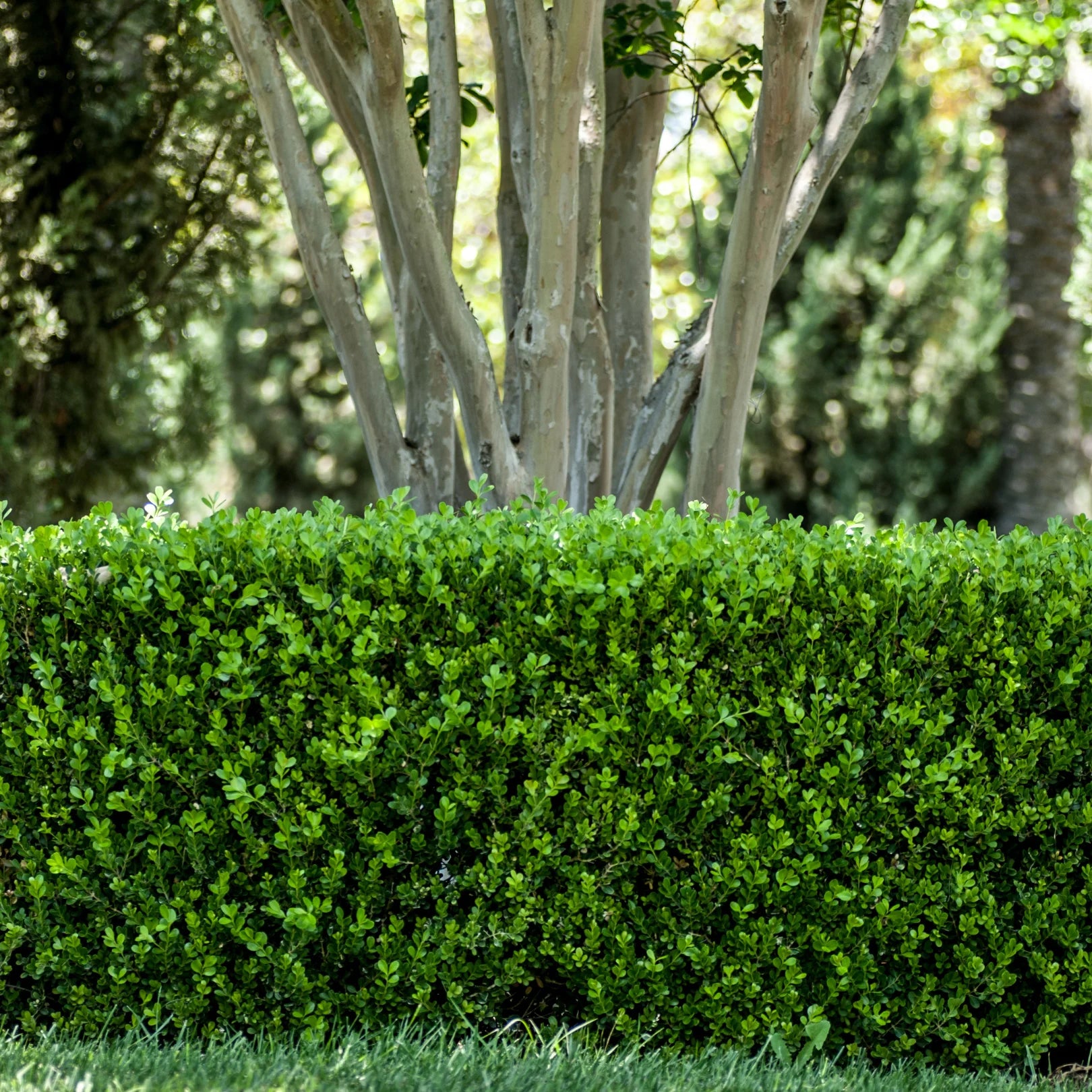 green velvet boxwood plants Green Velvet Boxwood