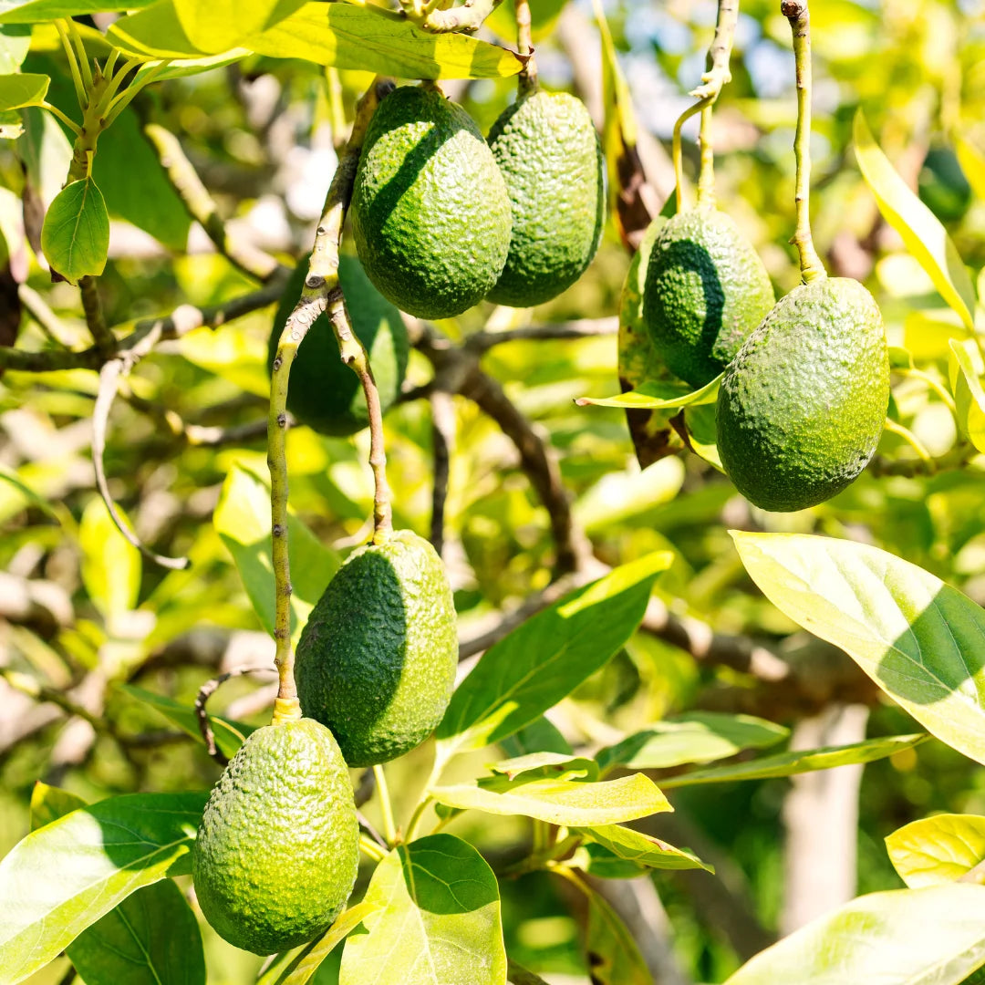 best fertilizer for avocado plants Hass Avocado Tree, 2-3 ft