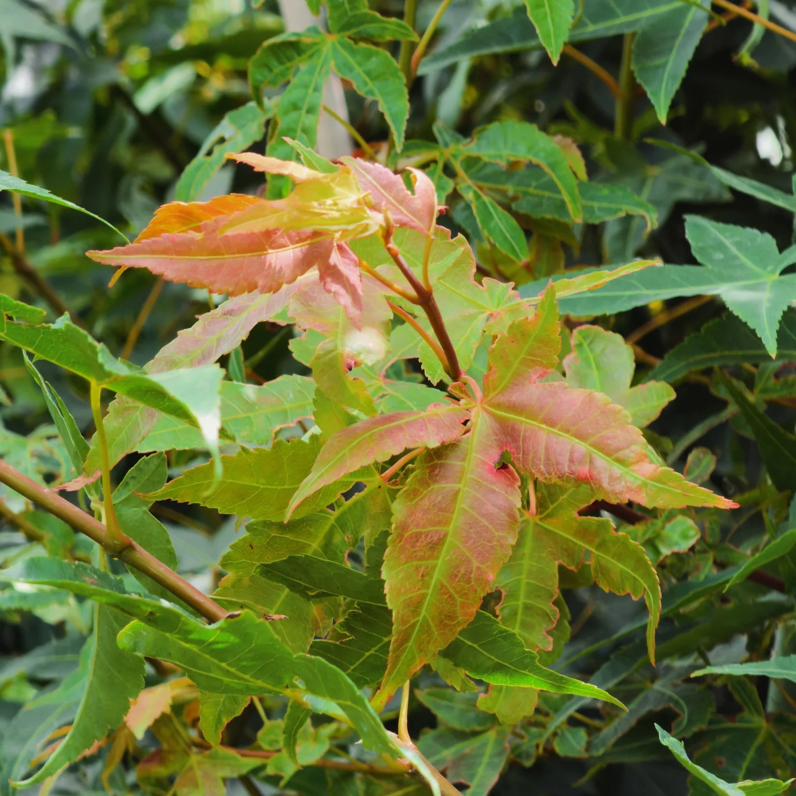 fire jade plant Jade Fire Oliver Maple Tree