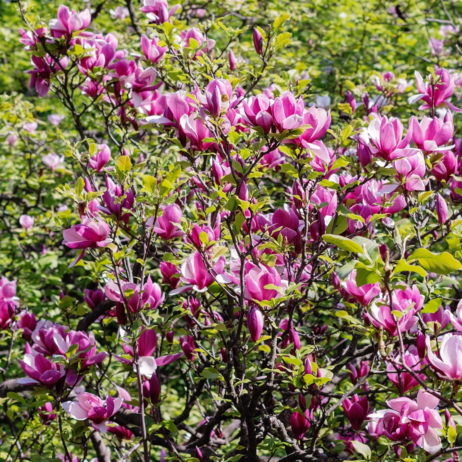 Jane Magnolia Tree for Sale