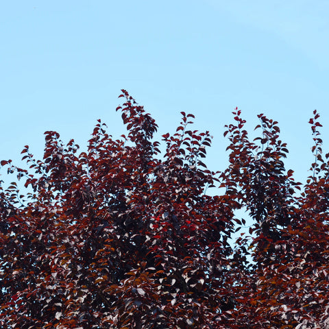 Krauter Vesuvius Purple-leaf Plum Tree