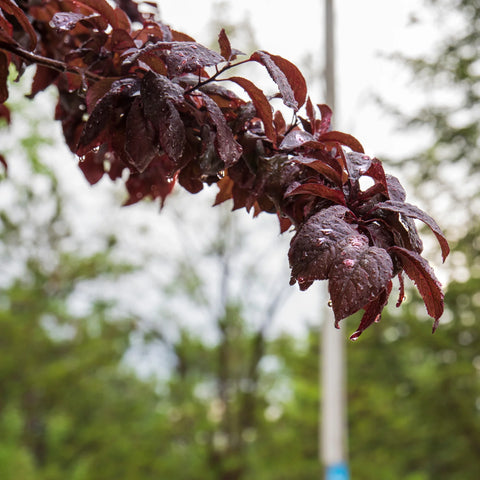 Krauter Vesuvius Purple-leaf Plum Tree