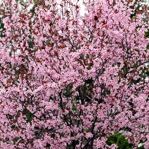 Krauter Vesuvius Purple-leaf Plum Tree