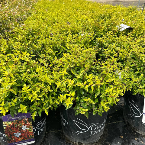 Kaleidoscope Abelia
