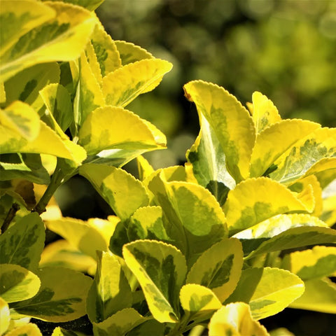 Kaleidoscope Abelia