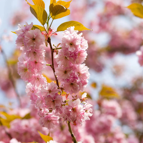 Kwanzan Flowering Cherry Tree