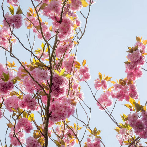 Kwanzan Flowering Cherry Tree