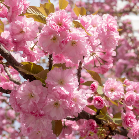 Kwanzan Flowering Cherry Tree